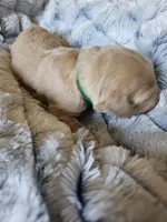 Green , a female Golden Retriever for sale in Prescott, AZ – 3 of 3