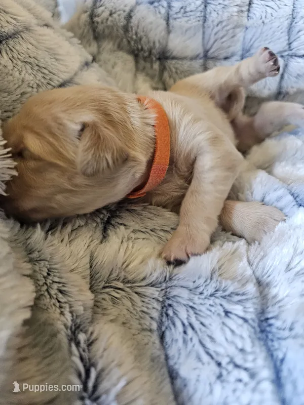 Orange  – Golden Retriever puppy for sale in Prescott, AZ