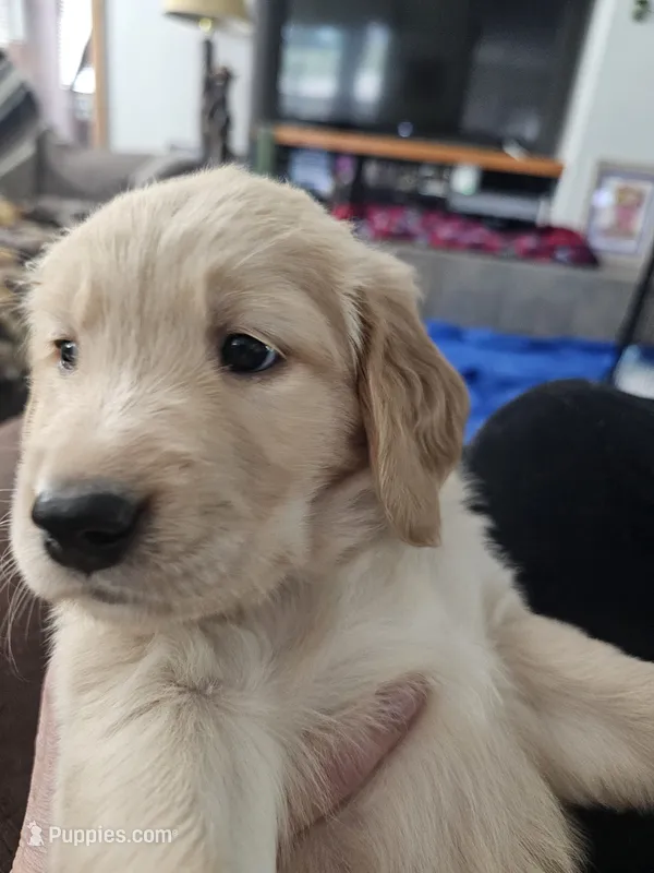 Forest – Golden Retriever puppy for sale in Prescott, AZ