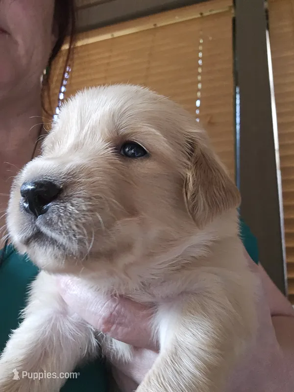 Purple  – Golden Retriever puppy for sale in Prescott, AZ