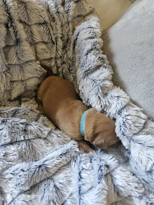 Aqua – Golden Retriever puppy for sale in Prescott, AZ