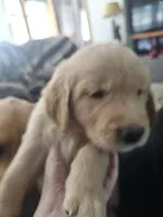 Mellow Yellow , a male Golden Retriever for sale in Prescott, AZ – 1 of 3