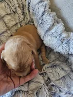 Aqua, a female Golden Retriever for sale in Prescott, AZ – 2 of 2
