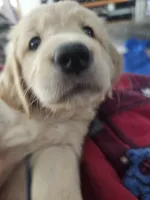 Mellow Yellow , a male Golden Retriever for sale in Prescott, AZ – 3 of 3