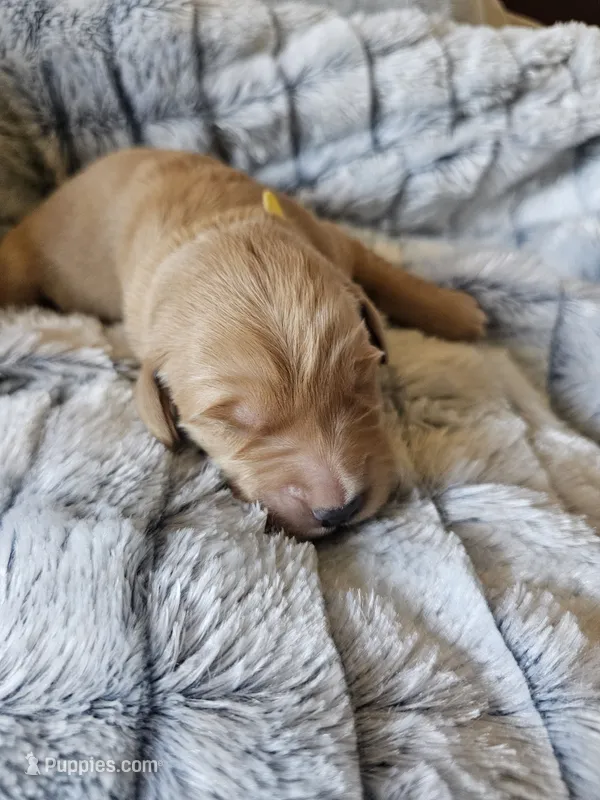 Yellow  – Golden Retriever puppy for sale in Prescott, AZ