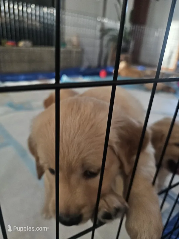 Blue – Golden Retriever puppy for sale in Prescott, AZ