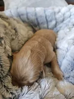 Black, a female Golden Retriever for sale in Prescott, AZ – 2 of 2