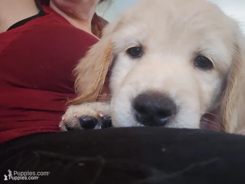 Orange  – Golden Retriever puppy for sale in Prescott, AZ