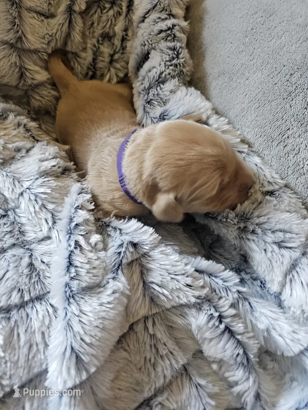 Purple  – Golden Retriever puppy for sale in Prescott, AZ