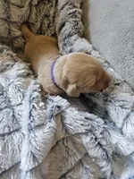 Purple , a male Golden Retriever for sale in Prescott, AZ – 1 of 2