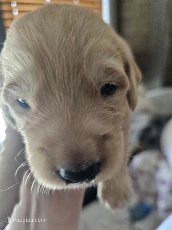 Red – Golden Retriever puppy for sale in Prescott, AZ