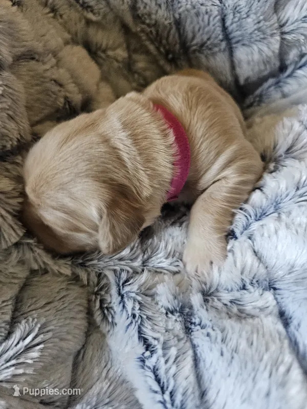 Pink – Golden Retriever puppy for sale in Prescott, AZ