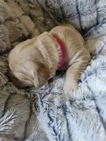 Pink, a male Golden Retriever for sale in Prescott, AZ – 1 of 2