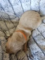 Orange , a female Golden Retriever for sale in Prescott, AZ – 3 of 3
