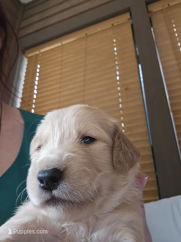 Green  – Golden Retriever puppy for sale in Prescott, AZ
