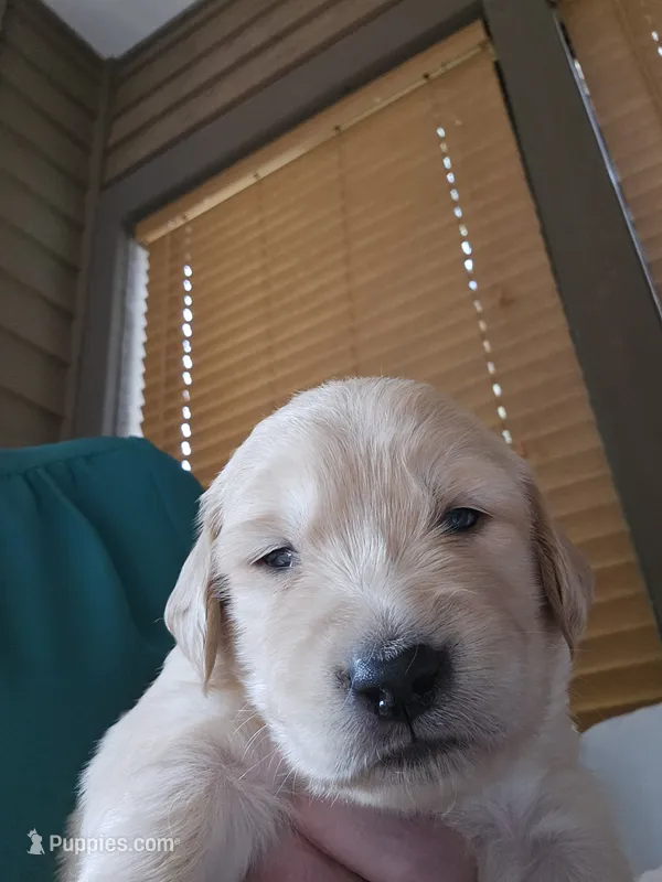 Orange  – Golden Retriever puppy for sale in Prescott, AZ