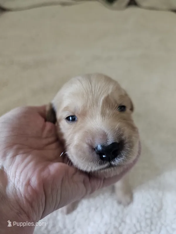 Purple  – Golden Retriever puppy for sale in Prescott, AZ
