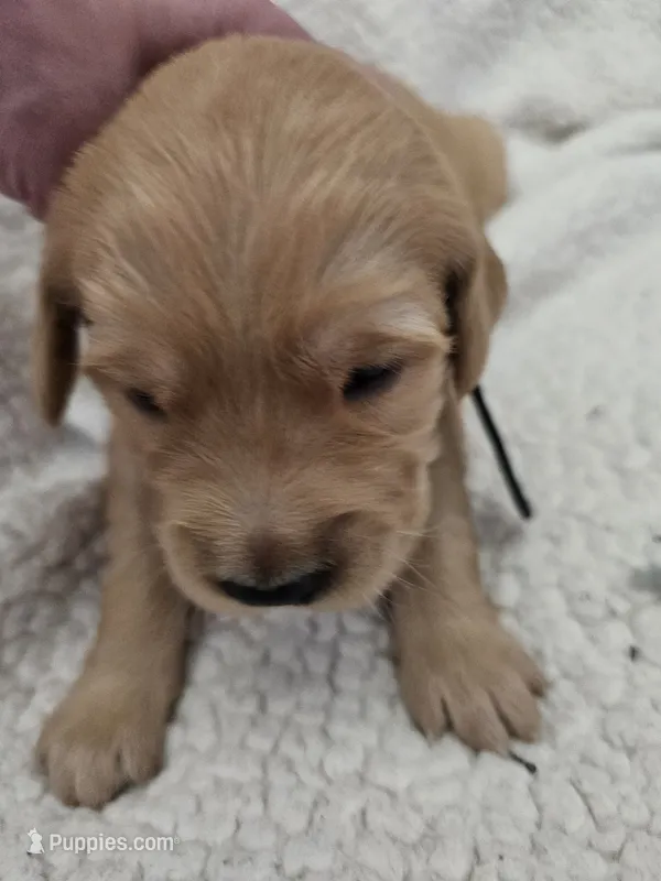 Black – Golden Retriever puppy for sale in Prescott, AZ