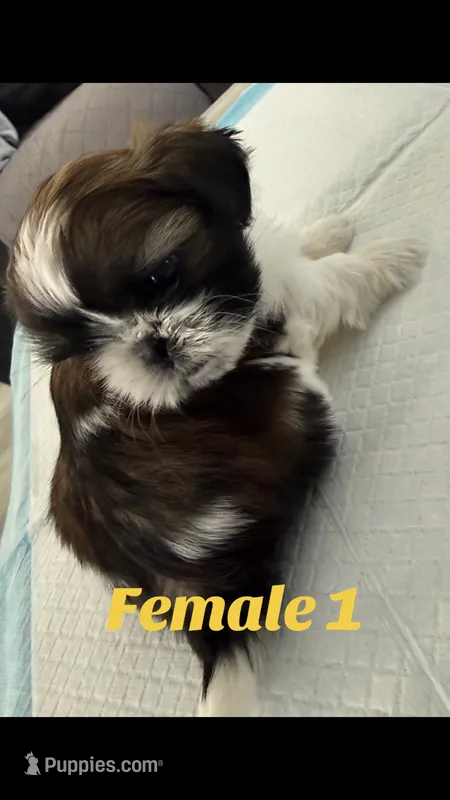 Shih Tzu 1 – Shih Tzu puppy for sale in Lancaster, CA