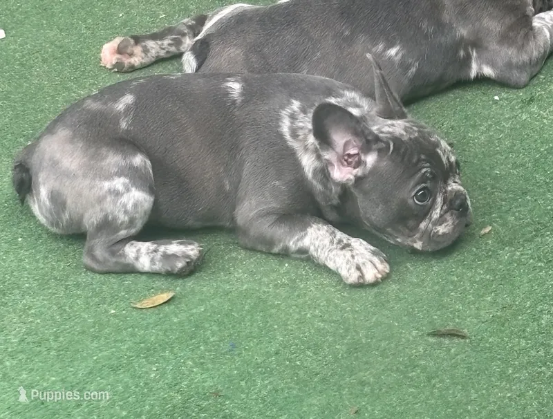 Waffles – French Bulldog puppy for sale in Mount Dora, FL