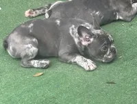 Waffles, a female French Bulldog for sale in Mount Dora, FL – 1 of 4