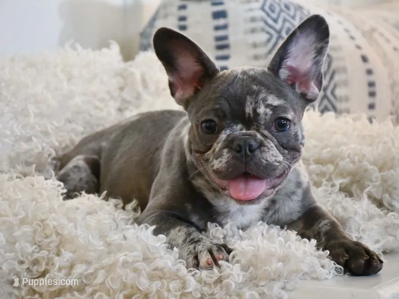 Waffles – French Bulldog puppy for sale in Mount Dora, FL