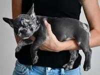 Azurine, a female French Bulldog for sale in Sorrento, FL – 3 of 3
