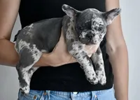 Rose, a female French Bulldog for sale in Sorrento, FL – 2 of 2