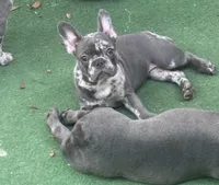 Waffles, a female French Bulldog for sale in Mount Dora, FL – 2 of 4