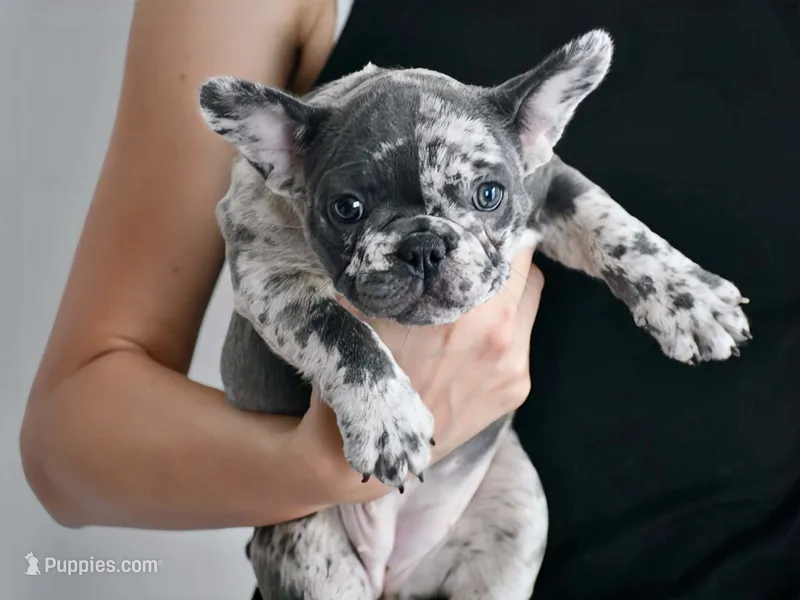 Rose – French Bulldog puppy for sale in Sorrento, FL