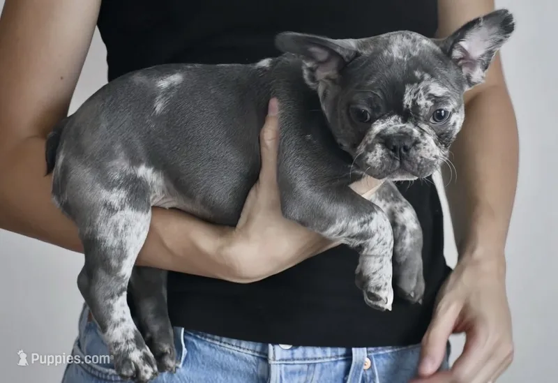Waffles – French Bulldog puppy for sale in Mount Dora, FL