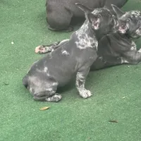 Waffles, a female French Bulldog for sale in Mount Dora, FL – 3 of 4