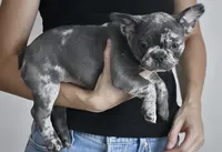 Azurine, a female French Bulldog for sale in Sorrento, FL – 1 of 3