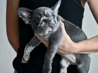 Azurine, a female French Bulldog for sale in Sorrento, FL – 2 of 3