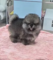 Penny , a female Pomeranian for sale in Salem, OR – 2 of 5