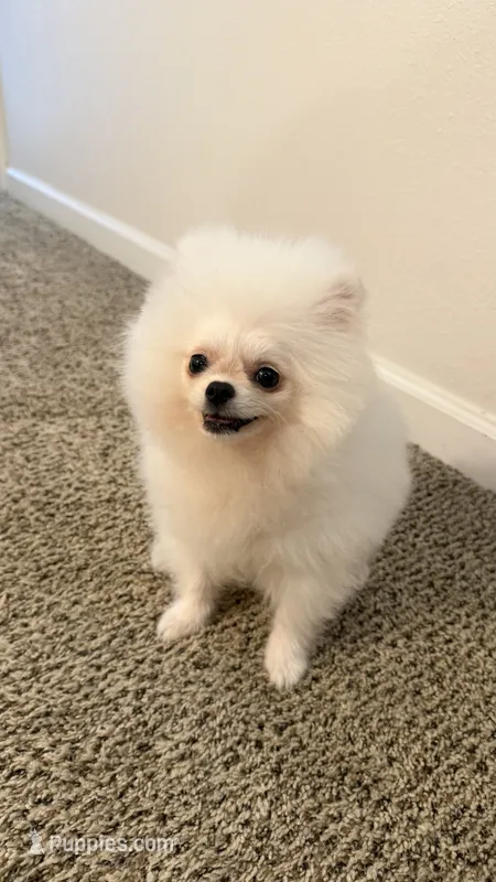 Mellow  – Pomeranian puppy for sale in Salem, OR