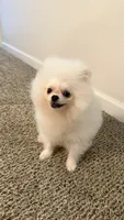 Mellow , a female Pomeranian for sale in Salem, OR – 1 of 4