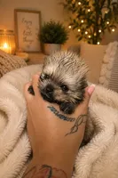 Poof, a male Pomeranian for sale in Salem, OR – 4 of 4