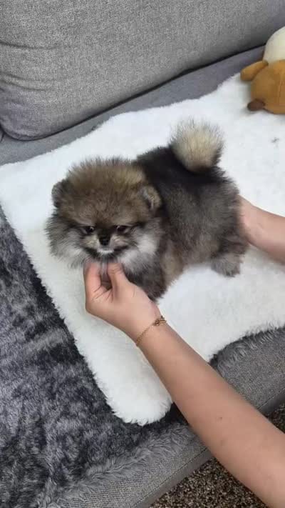 Penny , a female Pomeranian for sale in Salem, OR – 5 of 5