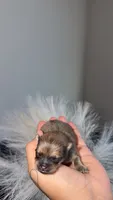 Poof, a male Pomeranian for sale in Salem, OR – 2 of 4