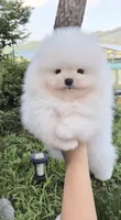 Frost , a male Pomeranian for sale in Salem, OR – 2 of 2