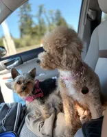 Starfire , a female Yorkshire Terrier for sale in Salem, OR – 3 of 3