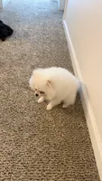 Mellow , a female Pomeranian for sale in Salem, OR – 2 of 4