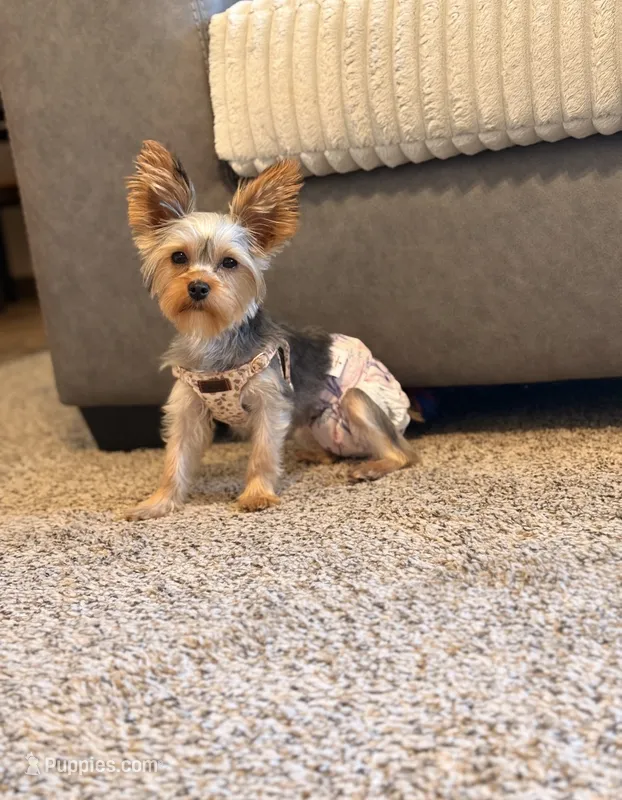 Starfire  – Yorkshire Terrier puppy for sale in Salem, OR