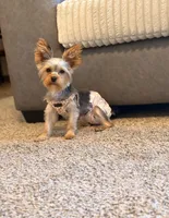 Starfire , a female Yorkshire Terrier for sale in Salem, OR – 1 of 3