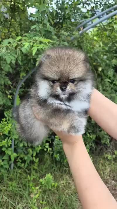 Penny , a female Pomeranian for sale in Salem, OR – 3 of 5
