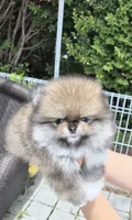 Penny , a female Pomeranian for sale in Salem, OR – 4 of 5