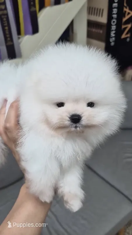 Frost  – Pomeranian puppy for sale in Salem, OR