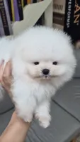 Frost , a male Pomeranian for sale in Salem, OR – 1 of 2