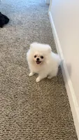 Mellow , a female Pomeranian for sale in Salem, OR – 3 of 4